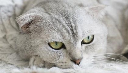 GGBET官方网站-武磊快问快答:在中超最好的朋友是吴曦,最难缠的对手是申花